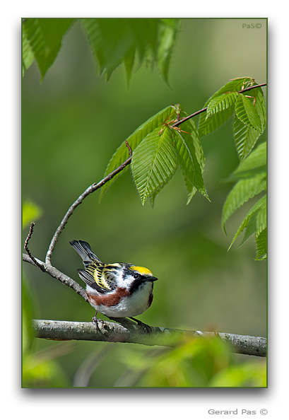 Chestnut-sided Warbler - click to enlarge image