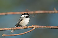 Black-capped Chickadee - click to enlarge