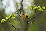 Baltimore Oriole female - click to enlarge