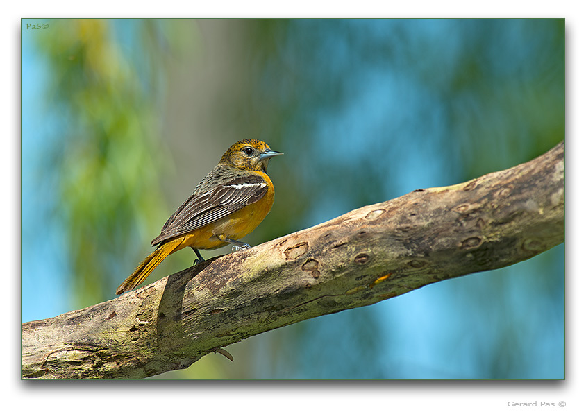 Northern Oriole - male - click to enlarge image