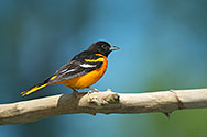 Baltimore Oriole male - click to enlarge