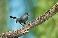 Grey Catbird - click to enlarge