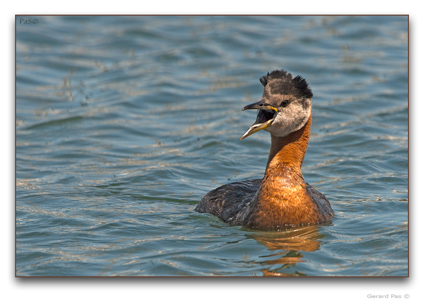 Red-necked Grebe - click to enlarge image