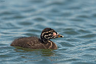 Red-necked Grebe  - click to enlarge