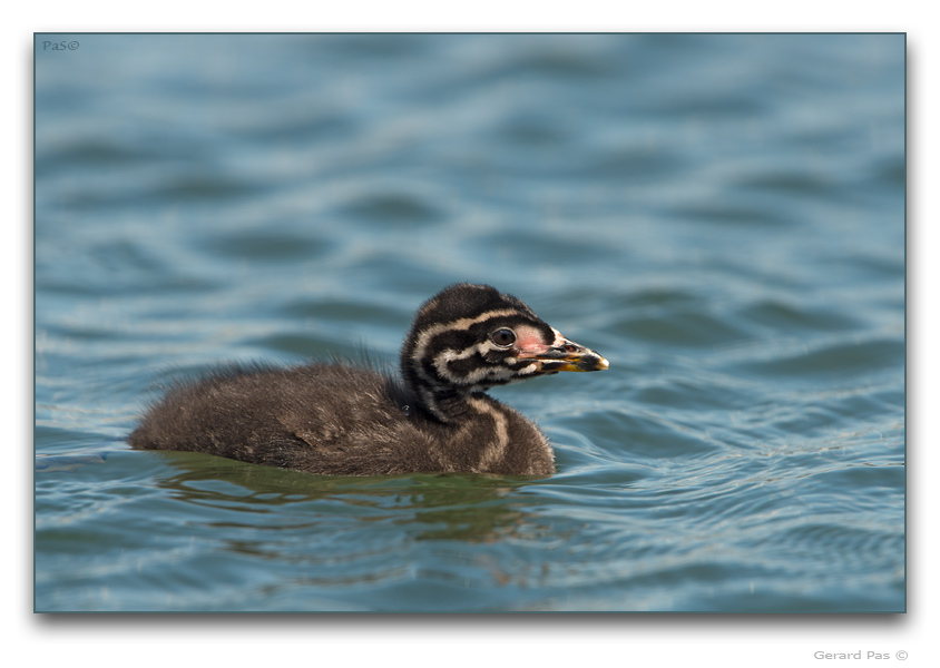 Red-necked Grebe - click to enlarge image