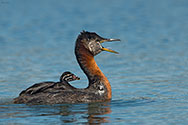 Red-necked Grebe  - click to enlarge