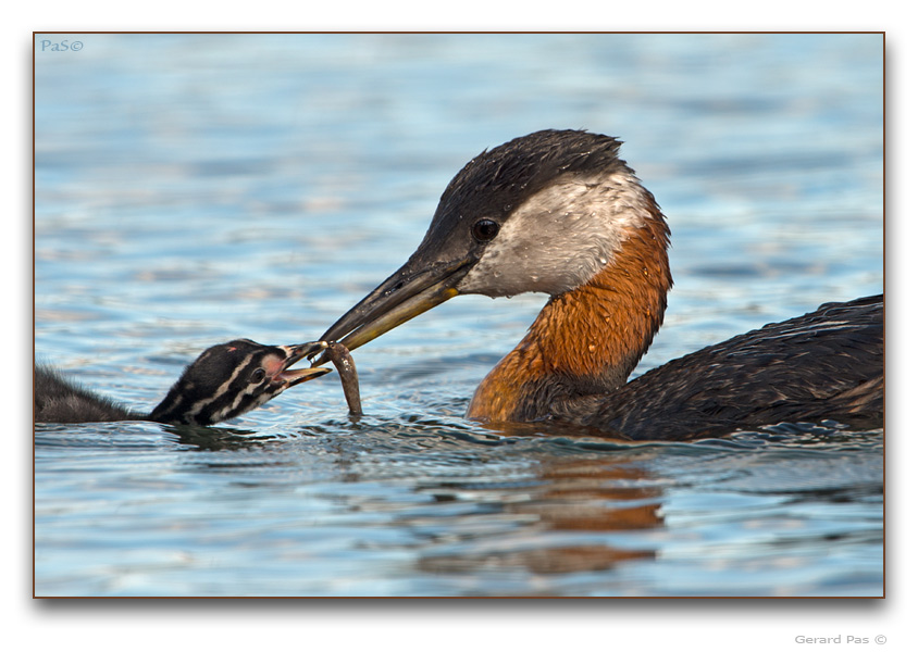 Red-necked Grebe - click to enlarge image