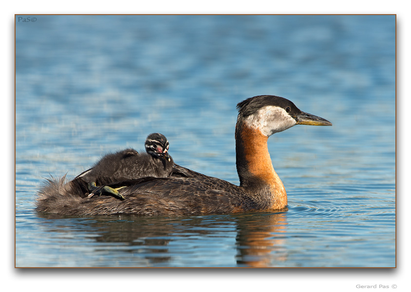 Red-necked Grebe - click to enlarge image