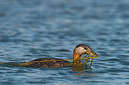 Red-necked Grebe  - click to enlarge