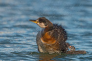 Red-necked Grebe  - click to enlarge