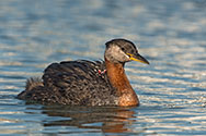 Red-necked Grebe  - click to enlarge
