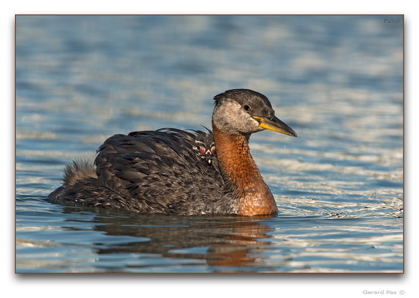 Red-necked Grebe - click to enlarge image