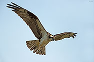 Osprey in flight - click to enlarge