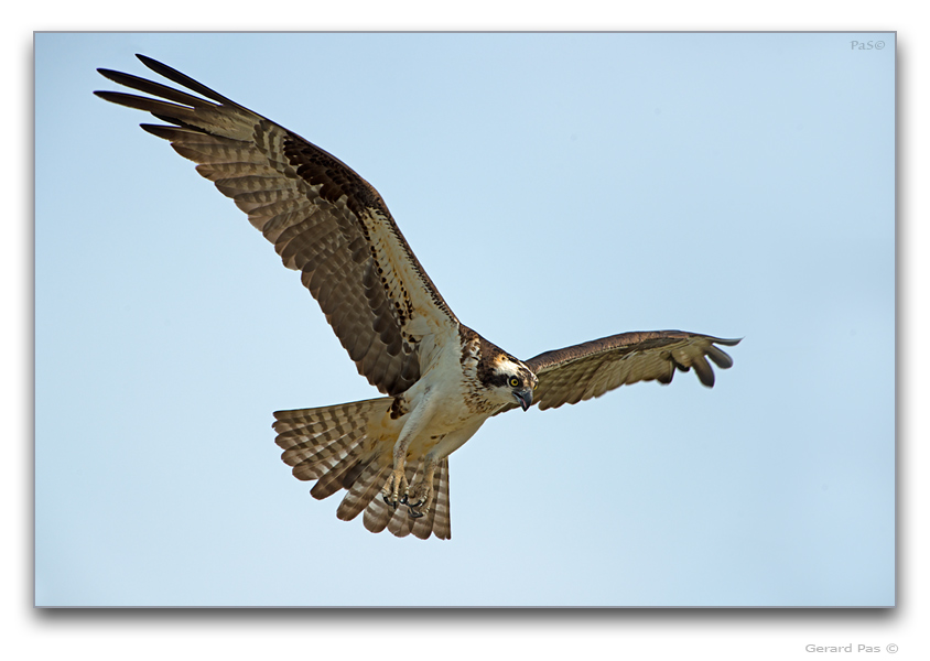 Osprey in flight - click to enlarge image