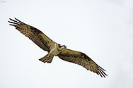 Osprey in flight - click to enlarge