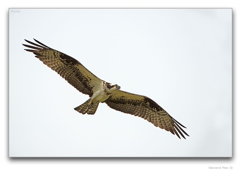 Osprey in flight - click to enlarge image