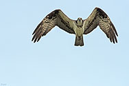 Osprey in flight - click to enlarge