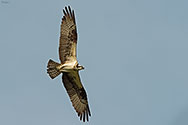 Osprey in flight - click to enlarge