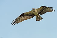 Osprey in flight - click to enlarge