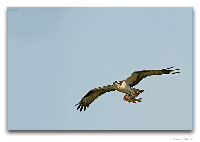 Osprey in flight - click to enlarge image