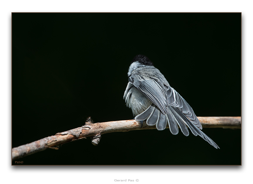 Black-capped Chickadee - click to enlarge image
