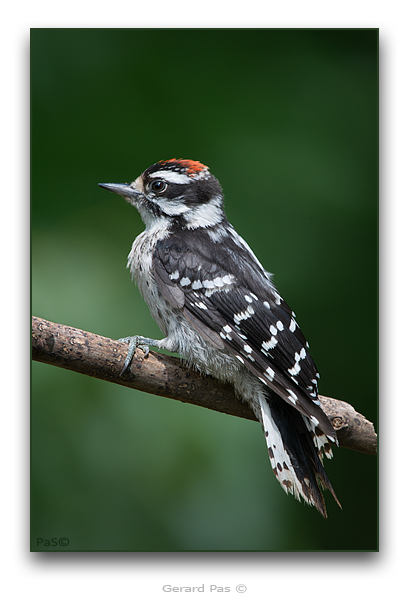 Downy Woodpecker - click to enlarge image