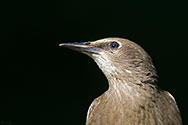 European Starling - click to advance