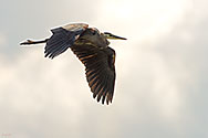 Great Blue Heron in flight - click to enlarge