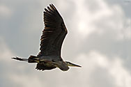 Great Blue Heron in flight - click to enlarge
