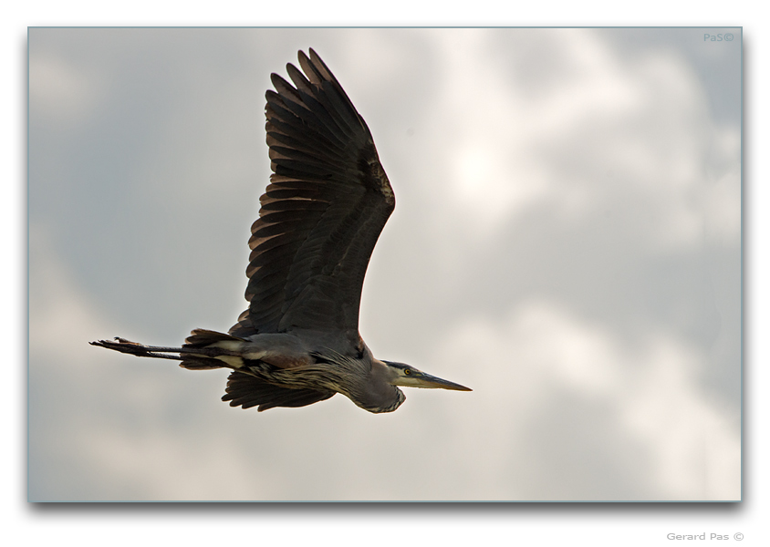 Great Blue Heron - click to enlarge image