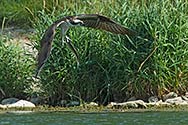 Osprey fishing - click to enlarge