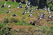 Atlantic Puffin - click to enlarge