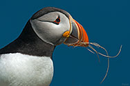 Atlantic Puffin - click to enlarge