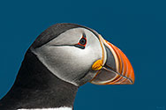Atlantic Puffin - click to enlarge