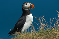 Atlantic Puffin - click to enlarge