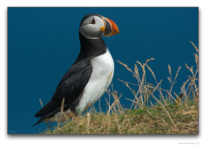 Atlantic Puffin - click to enlarge image