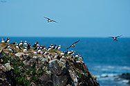 Atlantic Puffin - click to enlarge