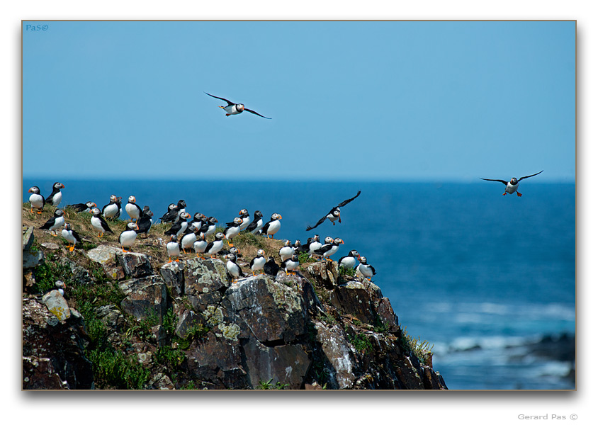 Atlantic Puffin - click to enlarge image