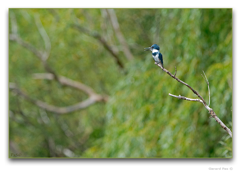 Belted Kingfisher - click to enlarge image
