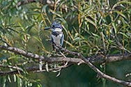 Belted Kingfisher - click to enlarge