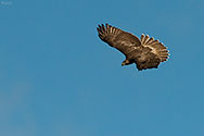 Broad-winged hawk - click to enlarge