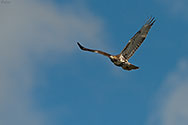 Broad-winged hawk - click to enlarge