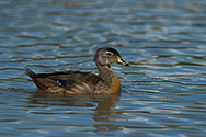 Wood Duck female - click to enlarge
