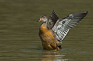 Wood Duck female - click to enlarge