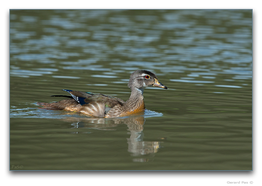 Wood Duck - click to enlarge image
