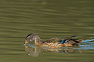 Wood Duck female - click to enlarge