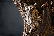 Eastern Screech Owl - click to enlarge