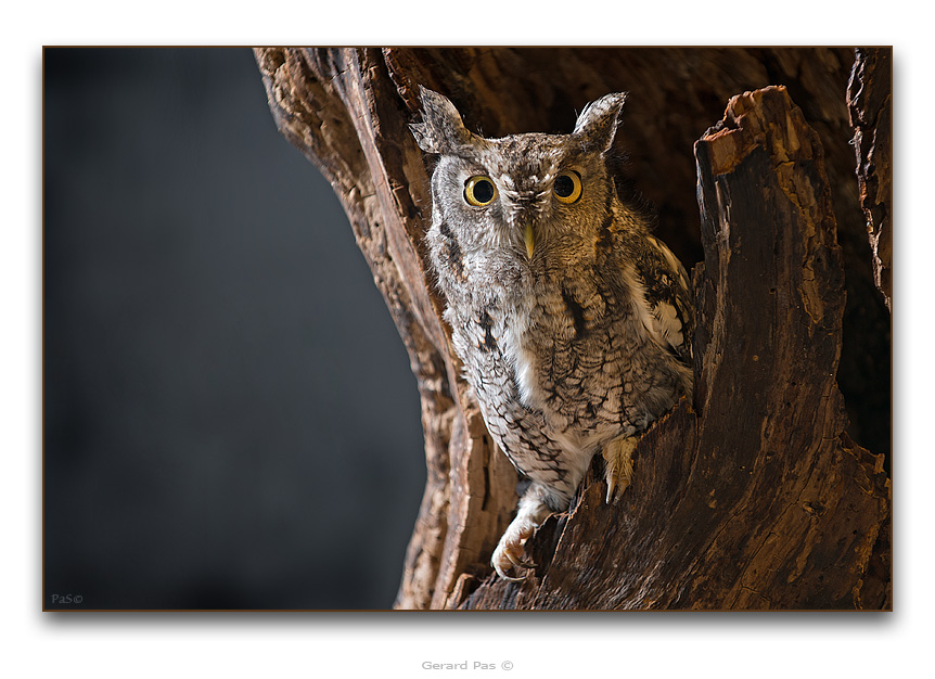 Eastern Screech Owl - click to enlarge image