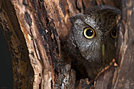 Eastern Screech Owl - click to enlarge