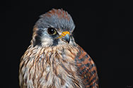 American Kestrel - click to enlarge